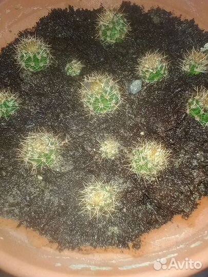 Кактус обыкновенный