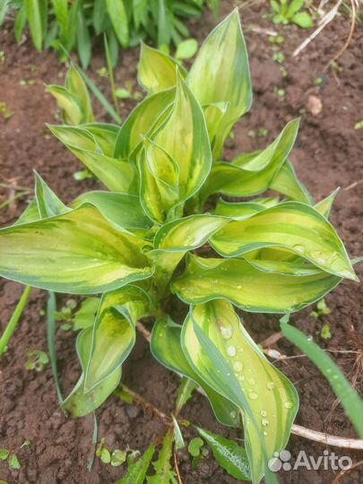 Хоста жёлтая