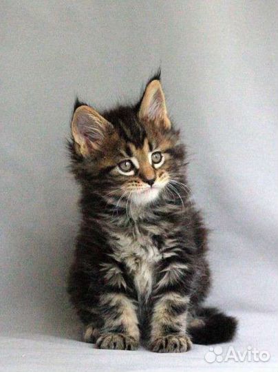 Великолепные котята Мейн-кун