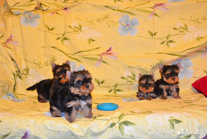 Йоркширский терьер-очень красивые малыши