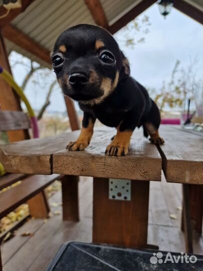 Продам щенков той-терьера