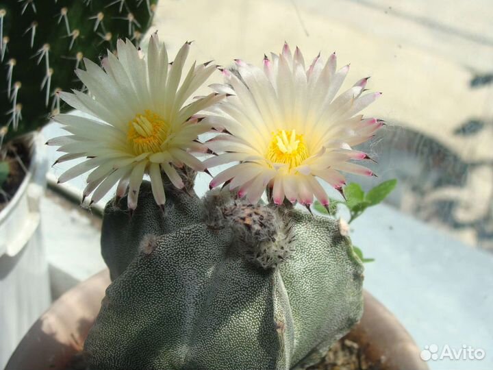 Продам цветы