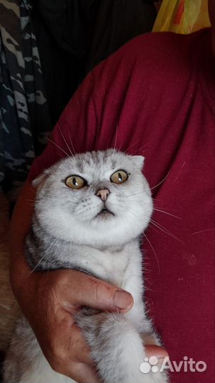 Шотландская