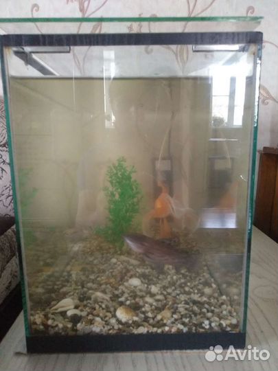 Аквариум
