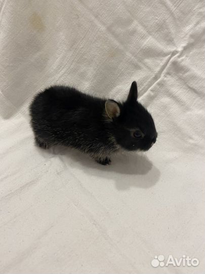 Декоративные кролики