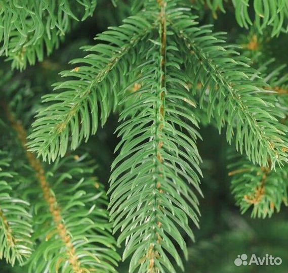 Елка искусственная новогодняя 180-250 см