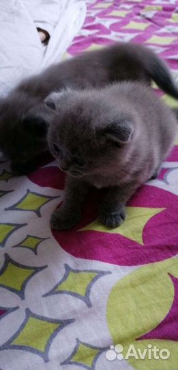 Скотиш страйт шоколадный Вязка ищем невесту