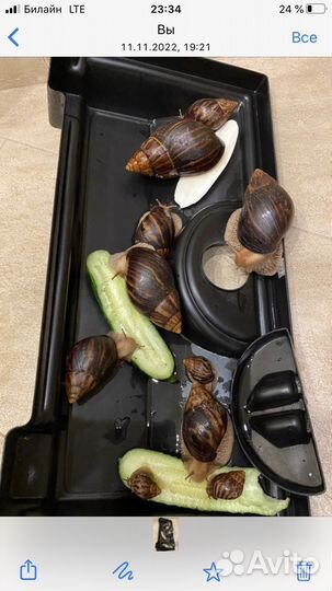 Улитка ахатина