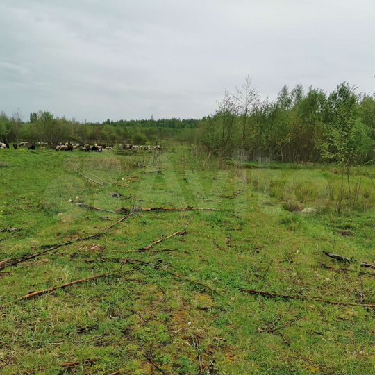 Участок 12 га (СНТ, ДНП)