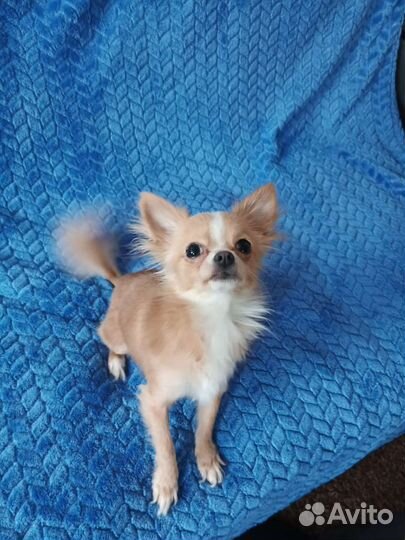 Вязка чихуахуа мини