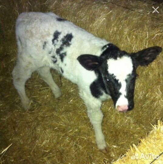 Телка телочка