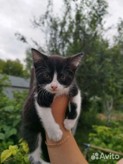 Продам котят