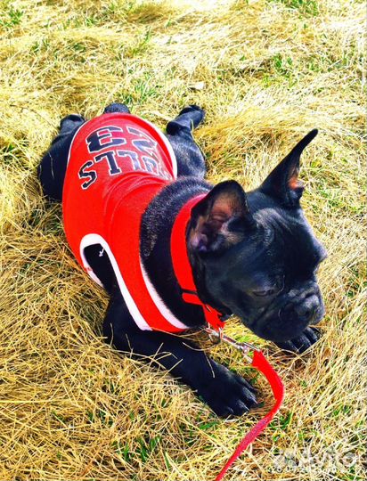 Майка для собачки