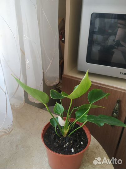 Антуриум белый цветущий