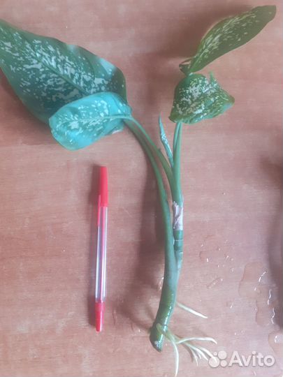 Комнатные растения Диффенбахия