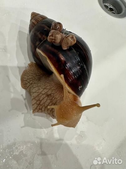 Отдам в добрые руки улитку Ахатина