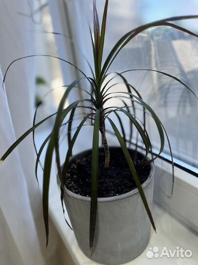 Пальма драцена