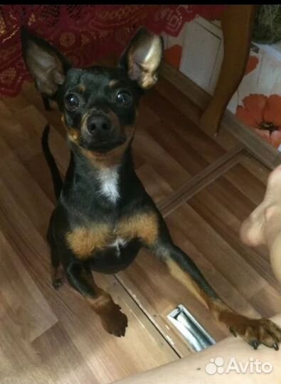 Той-терьер щенки