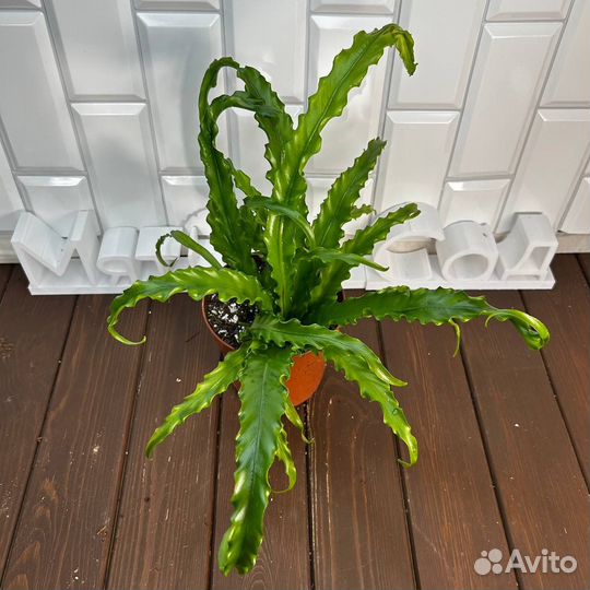 Асплениум Осака