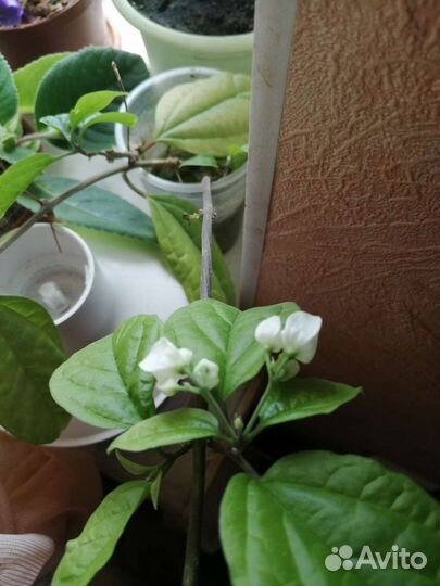 Клеродендрум томпсона