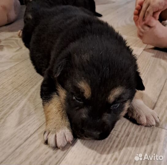 Немецкая овчарка