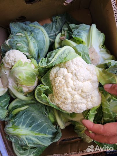 Овощи и фрукты