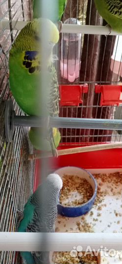 Птенцы волнистый попугай