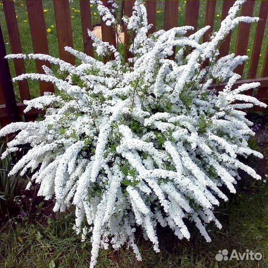 Спирея серая грефшейм