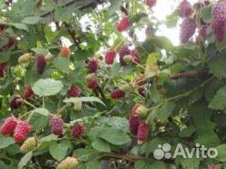 Ежемалина тайбери