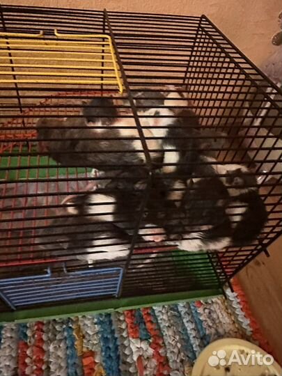 Мышки в добрые руки