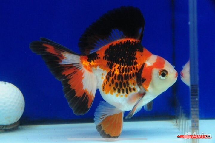 Оранда триколор/панда