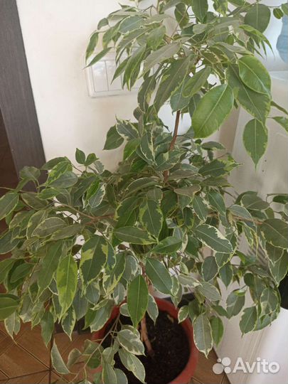 Фикус бенджамина большой
