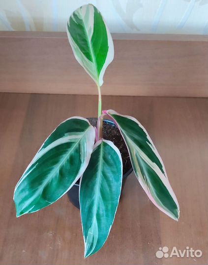 Строманта Триостар