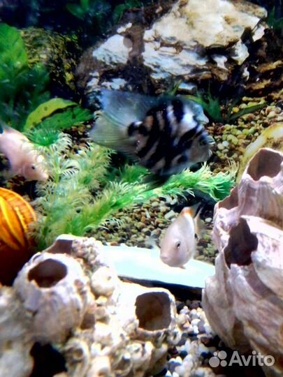 Аквариум и рыбки