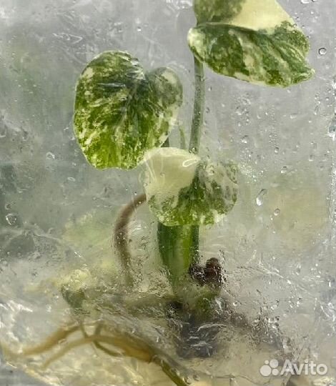 Монстера платинум