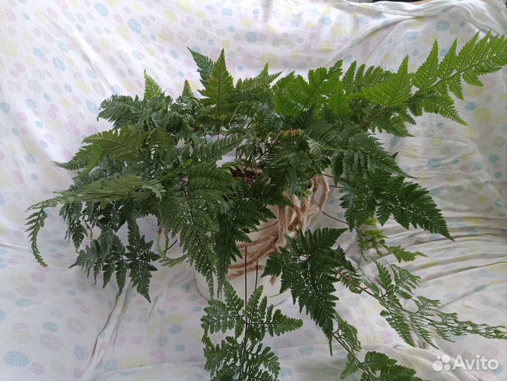 Папоротники нефролеписы сортовые 2 часть
