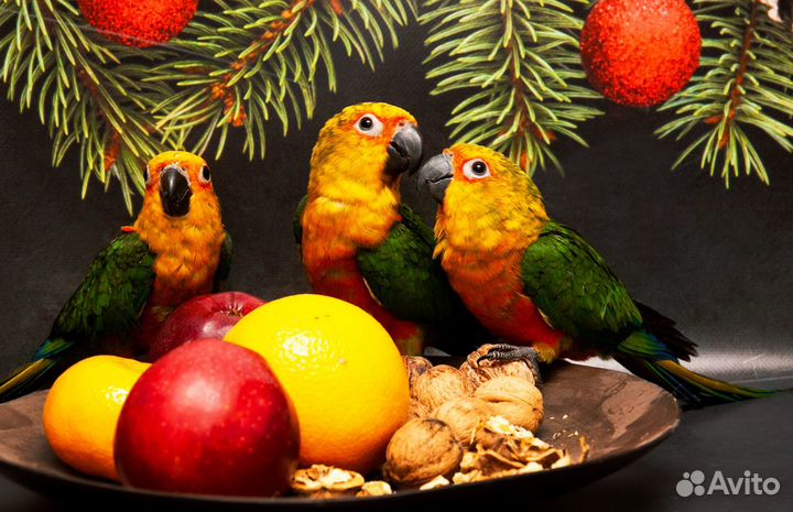 Аратинга Яндайя ручные птенцы выкормыши