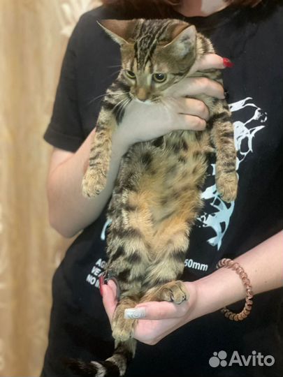 Абикун котята