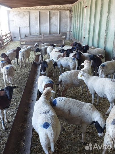 Дорпер баранчики