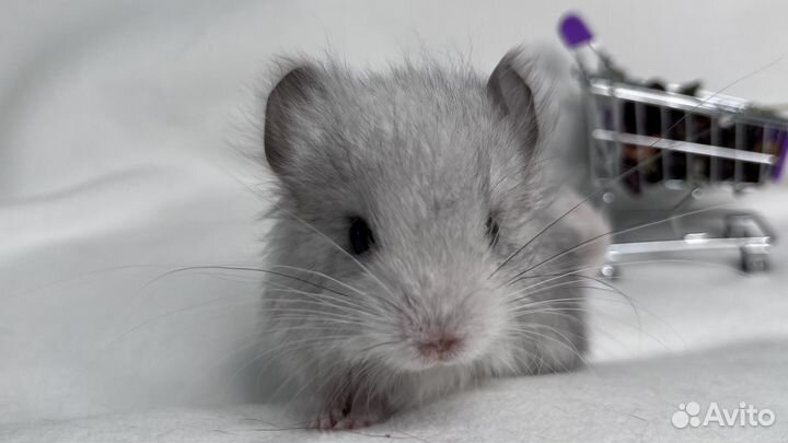 Шиншилла мальчики и девочки