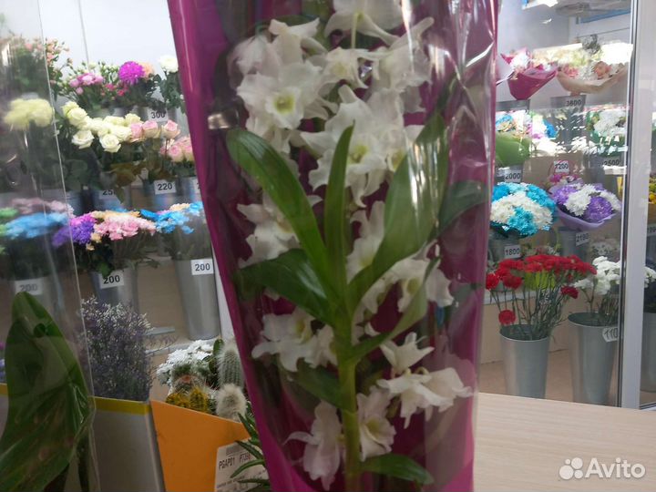 Орхидея фаленопсис