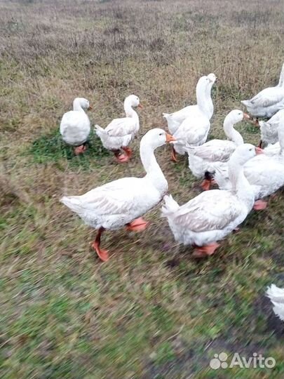 Гусь живым и тушкой