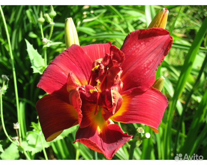 Лилейник Anzac