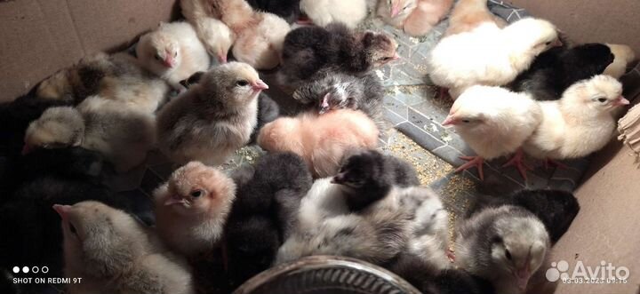 Цыплята