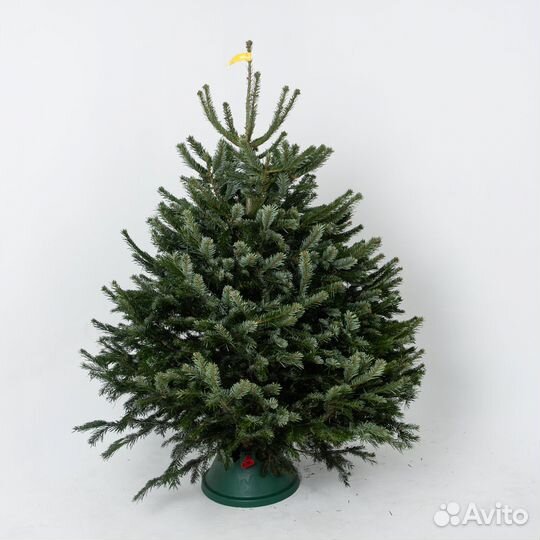 Новогодние ели и пихты премиального качества