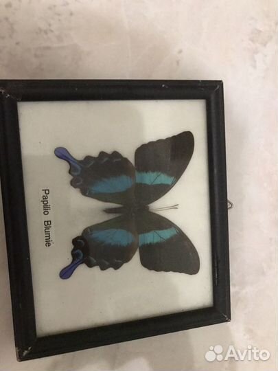 Панно из Бабочек Картина
