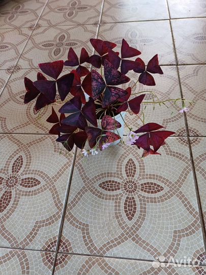 Кислица фиолетовая