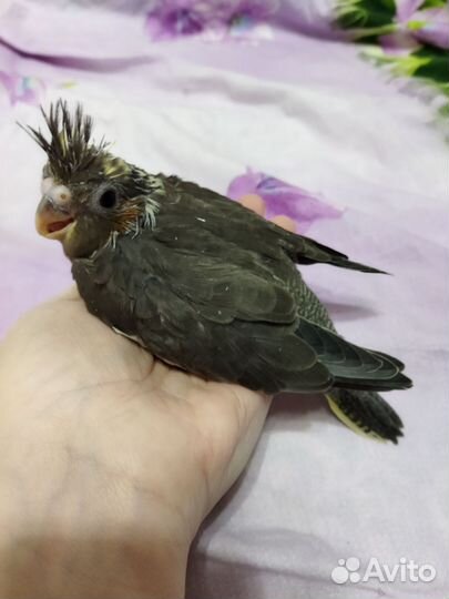 Попугай корелла птенец