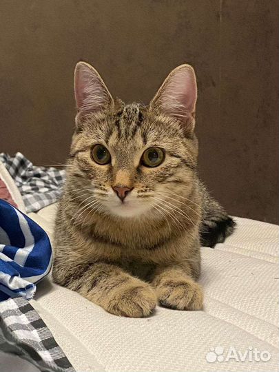 Умняшечка Утпала