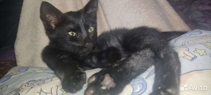 Котëнок в добрые ручки